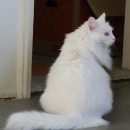 white cat source image